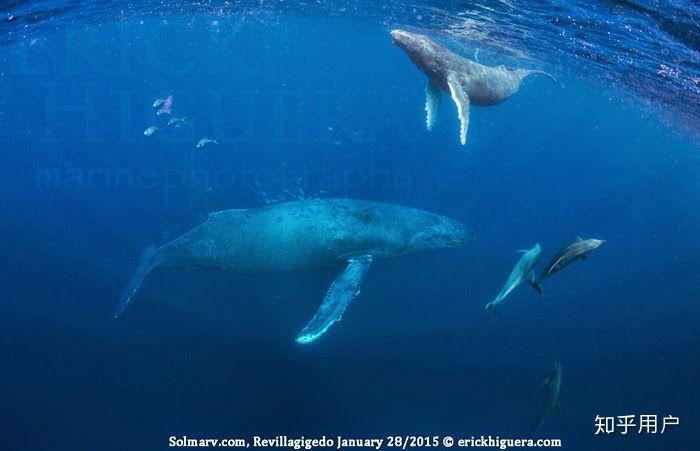 蓝鲸打死过虎鲸吗