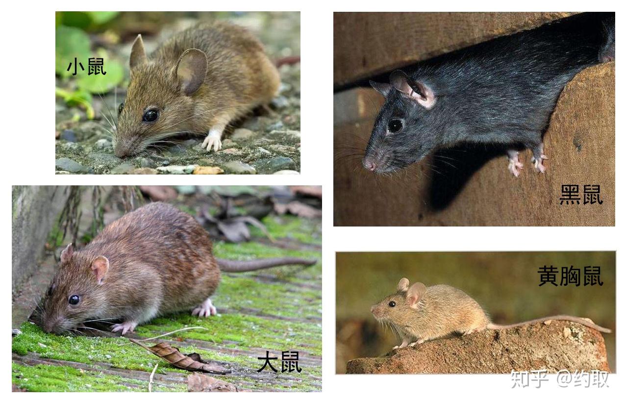 最为常见,与中国人的关系比较密切黑家鼠(rattus rattus)又叫做屋顶鼠