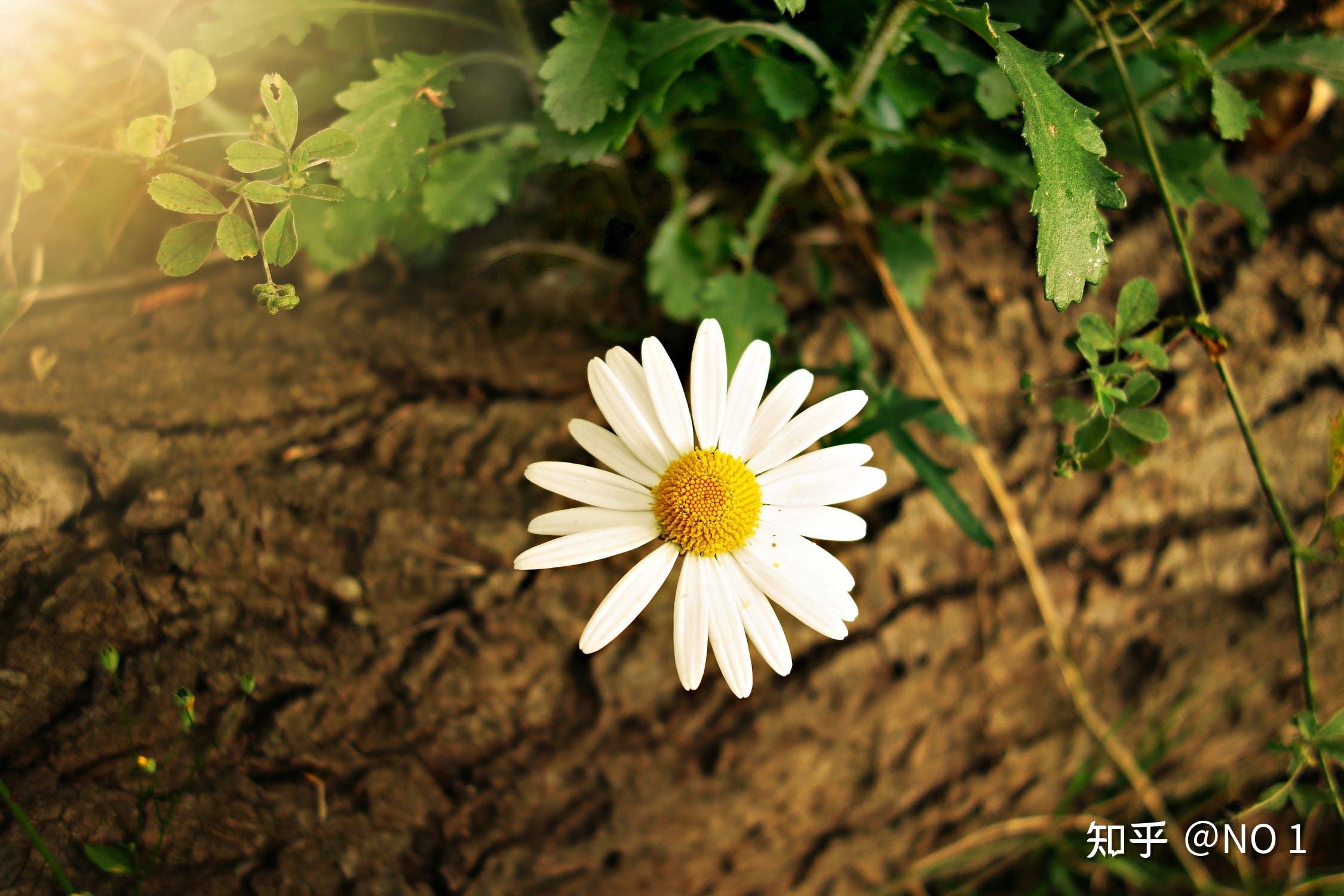 新年签名句,句句经典,发朋友圈首选! - 知乎