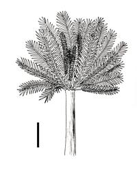 瓢叶目 古植物家谱中的一朵小乌云 知乎