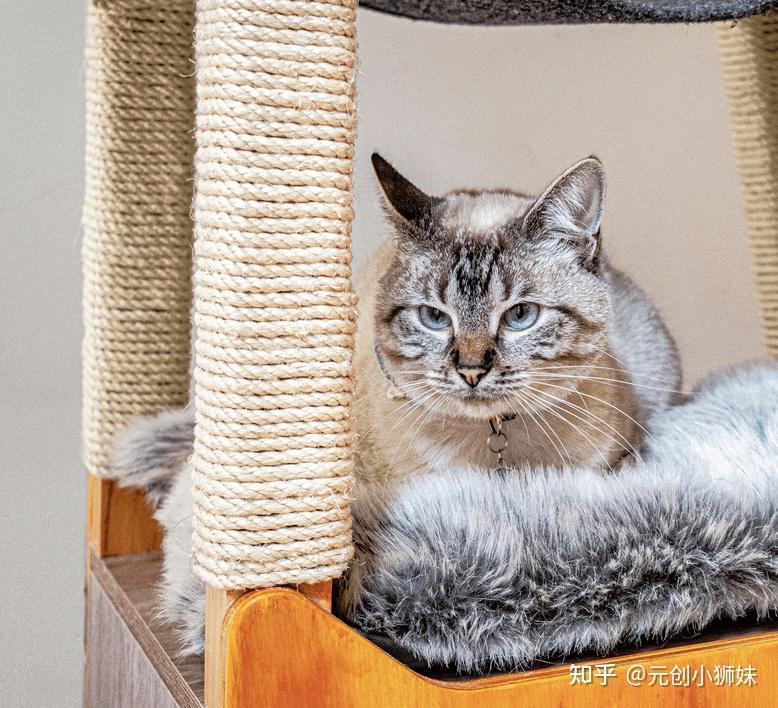 铲屎官们请注意!10款喵喵都说“nice”的猫爬架设计案例分享 - 知乎