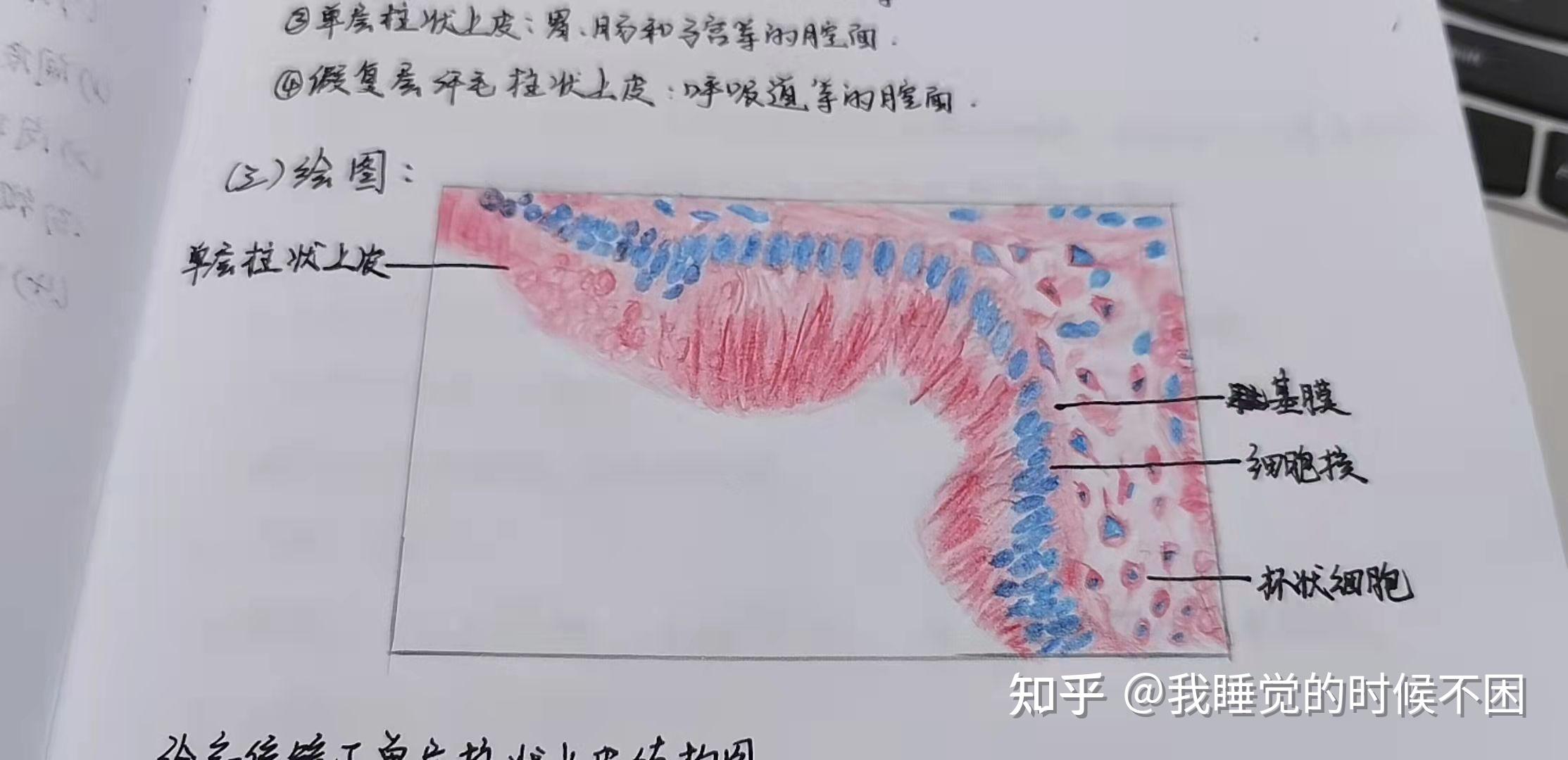 由於第一次上手畫的還不是很好,這是第一次去實驗課觀察單層柱狀上皮