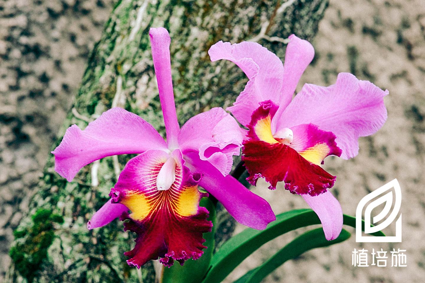 植培施 卡特兰cattleya Labiata 热带附生兰栽培手册 知乎