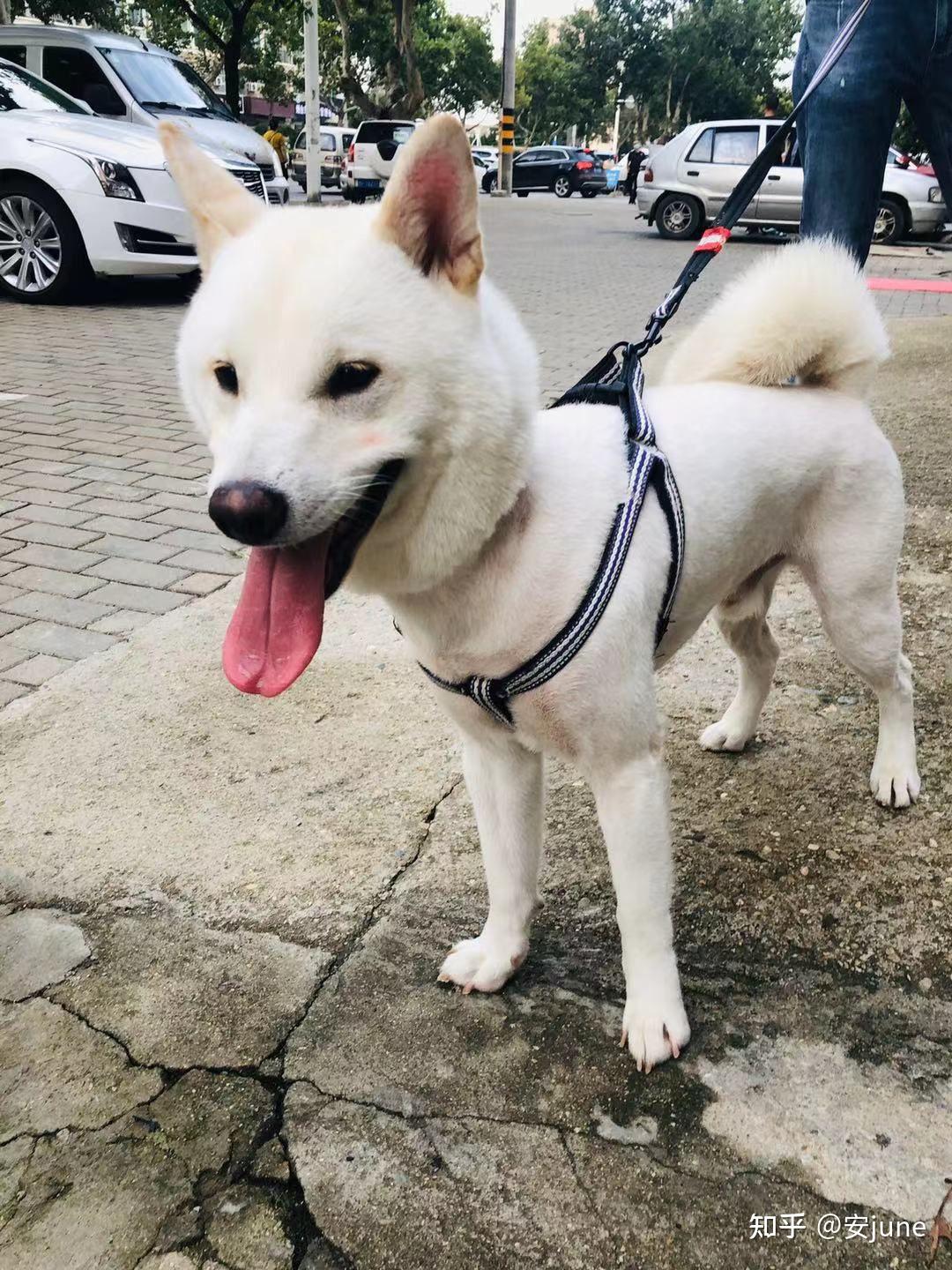 有谁知道柴犬夏天需要剃毛吗? - 知乎