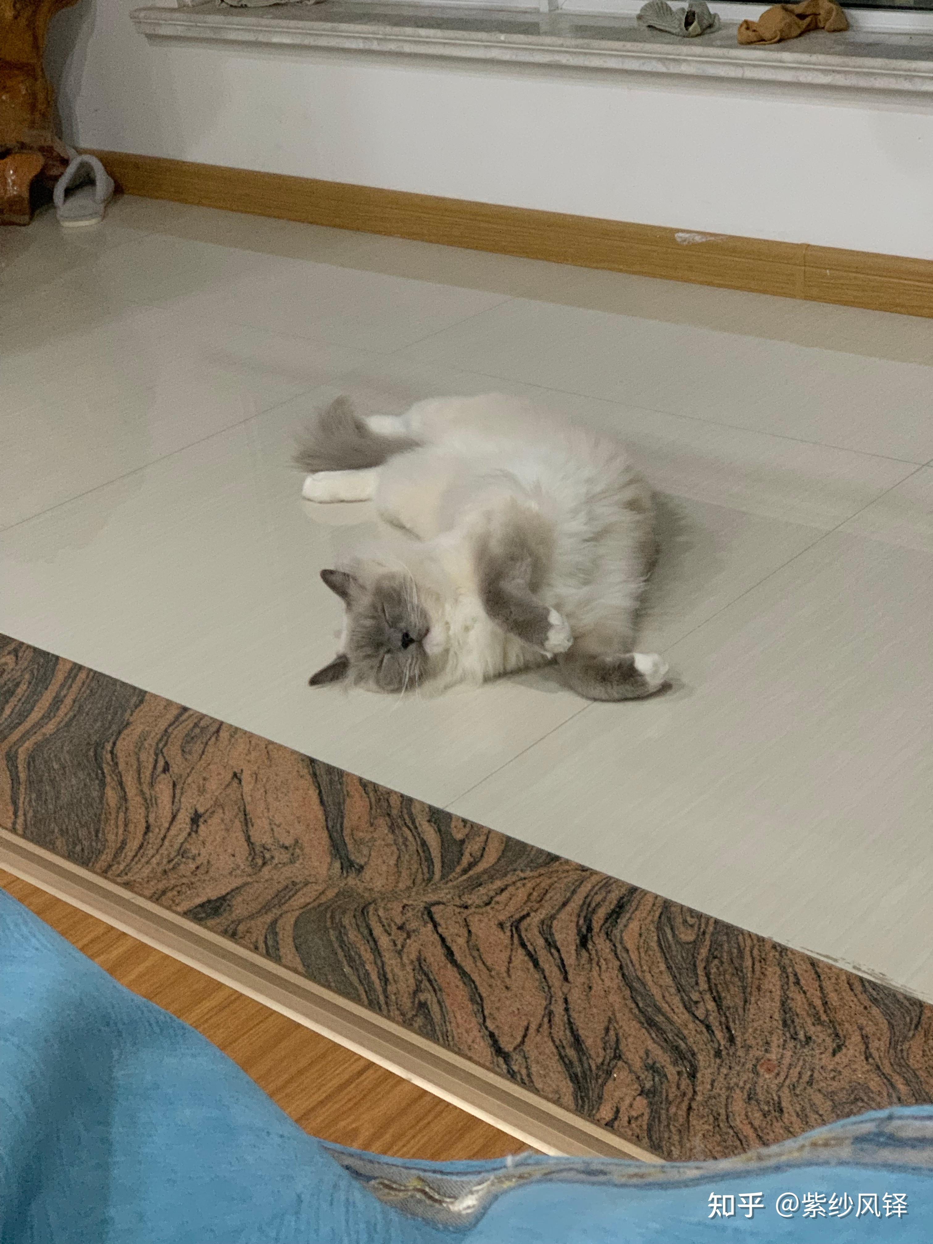 你见过颜值最高的蓝手套色布偶猫是什么样子? - 知乎