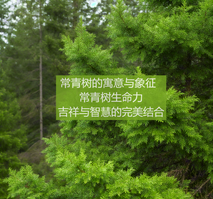 常青树的寓意与象征 常青树：生命力、吉祥与智慧的完美结合 - 知乎
