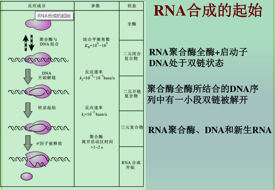 遗传信息的转录与mRNA - 知乎
