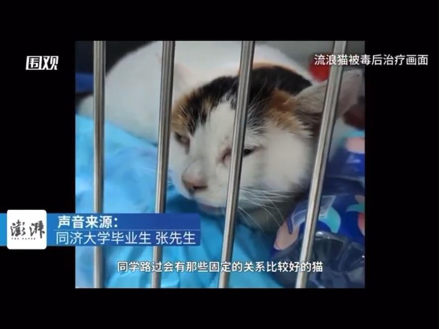 从同济猫咪投毒事件谈反虐待动物立法- 知乎