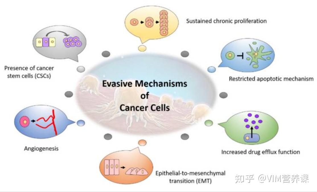 化疗后需要吃营养品吃灵芝孢子粉有用吗
