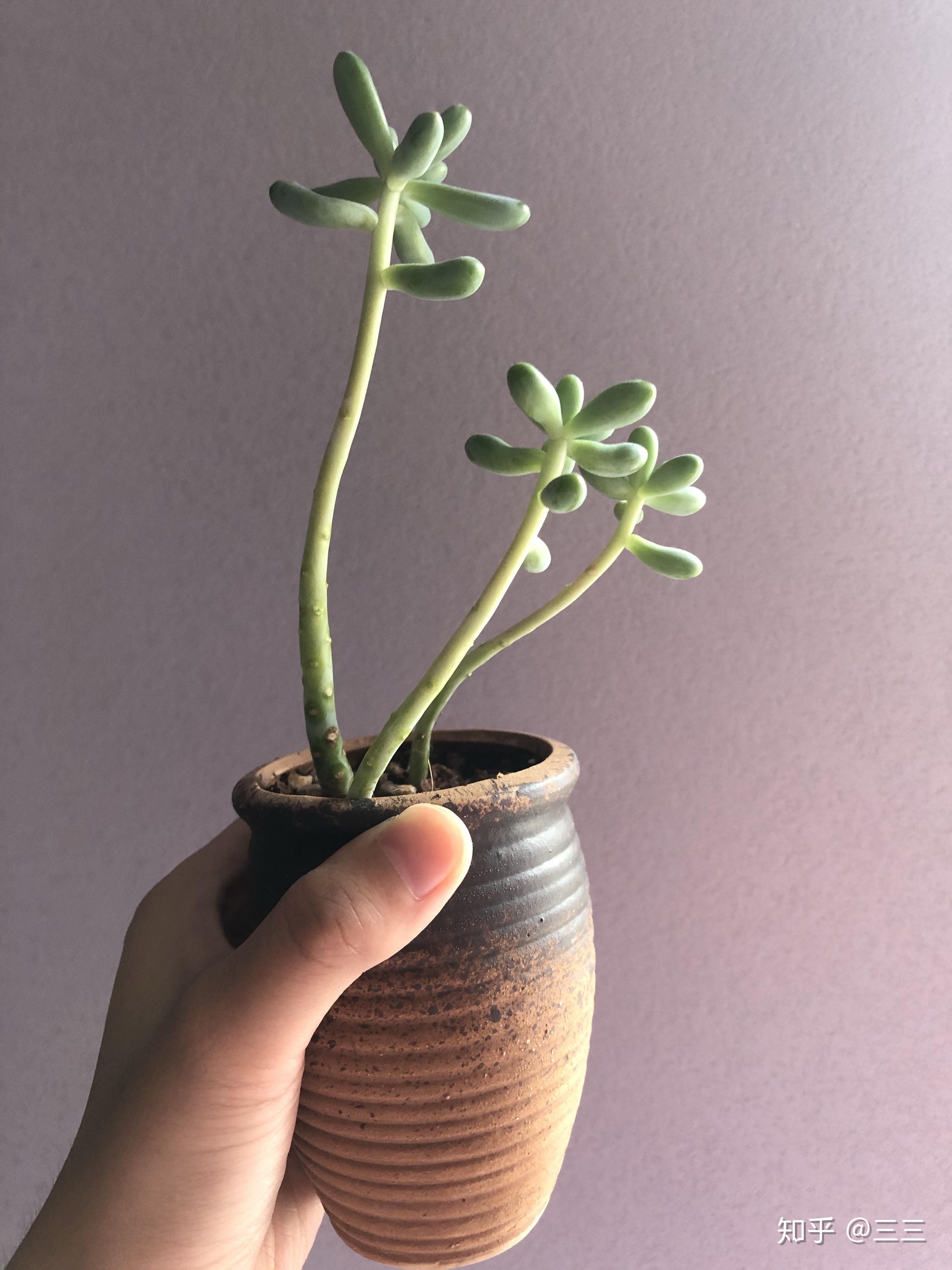 多肉植物徒长了,能不能把下面徒长的叶子全部别掉? - 知乎