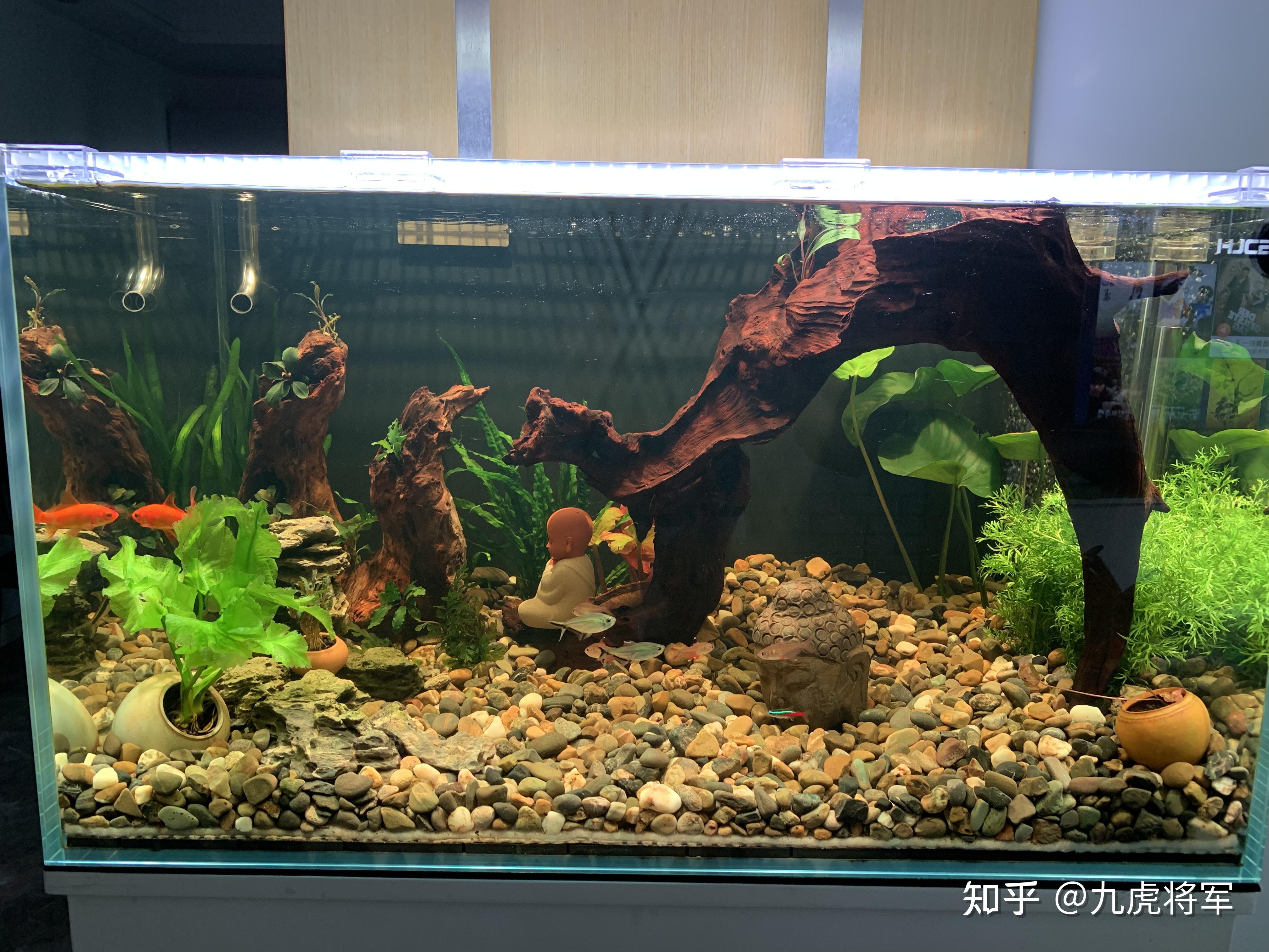 求雷龙鱼缸造景,有好看的推荐吗? - 知乎