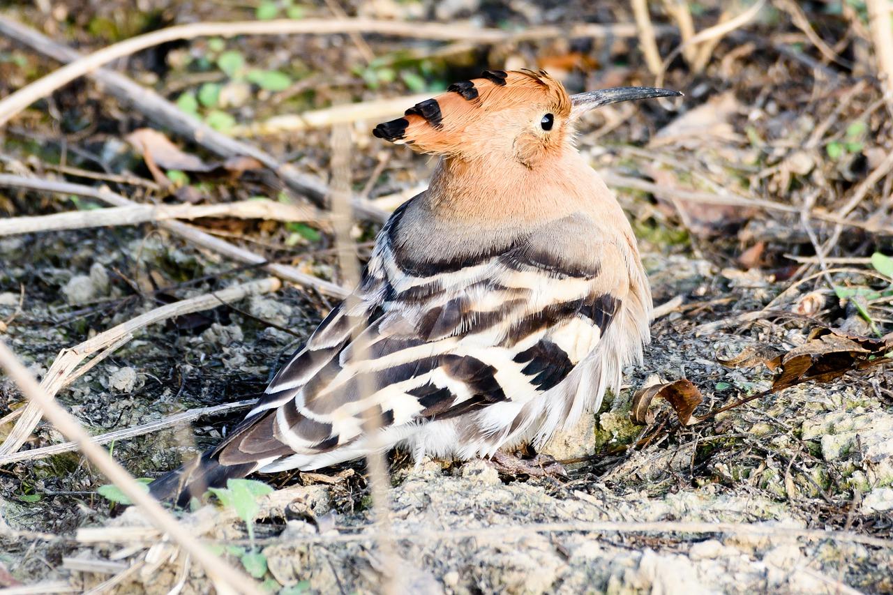 啄木鸟的捕食技巧