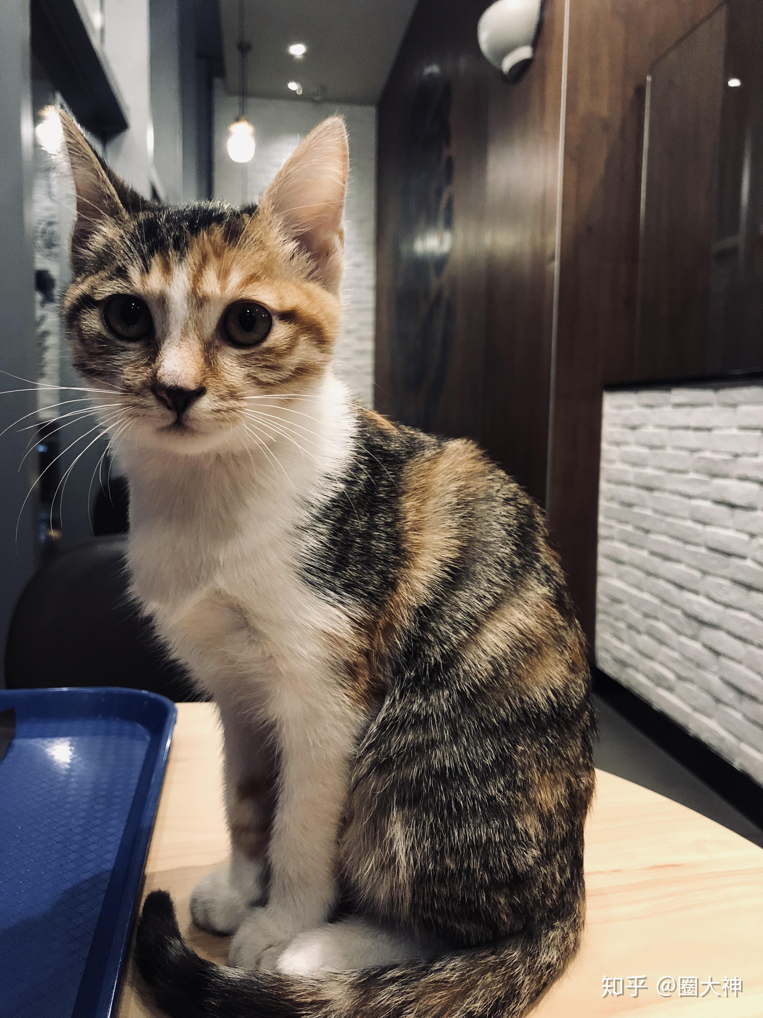 养一只三花猫是什么体验？ - 知乎
