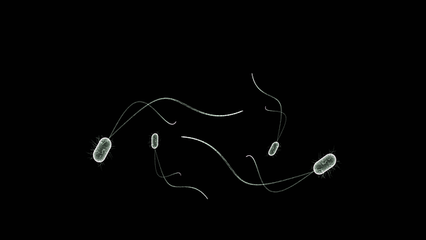 硝化细菌怎么培养最快