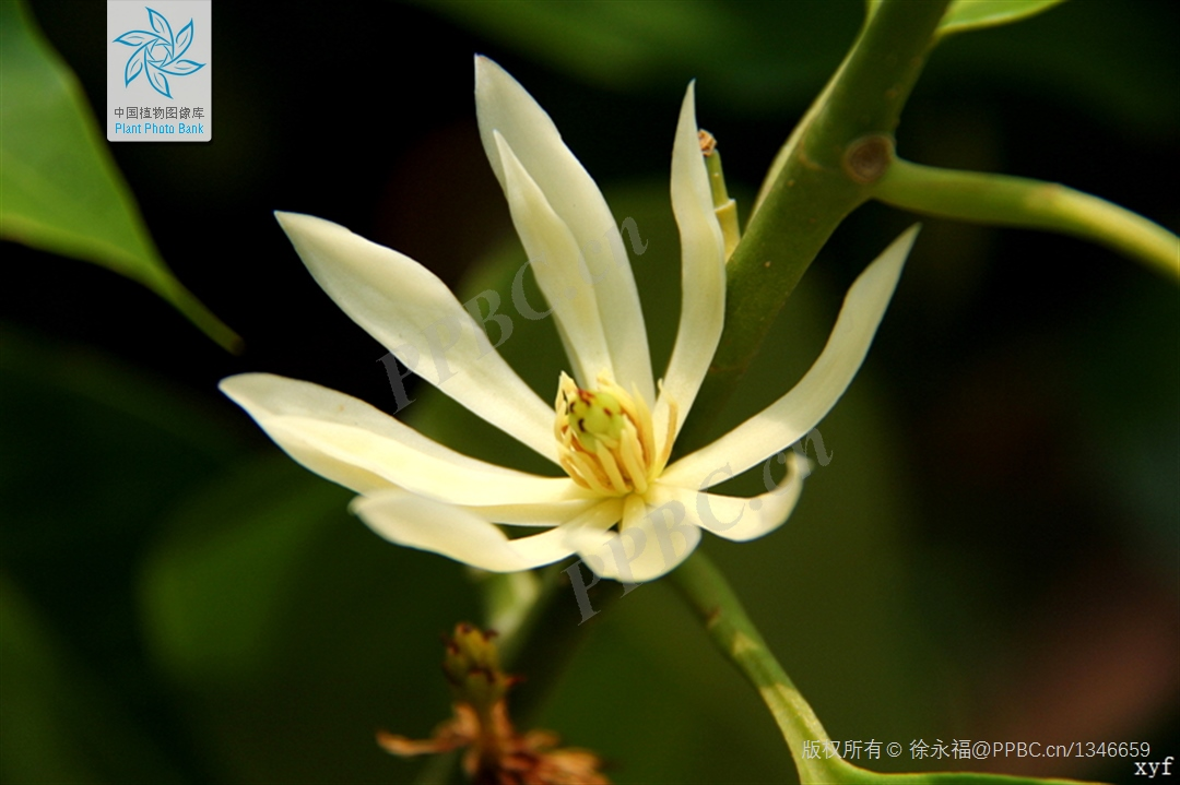 风含情花含笑丨花花万物