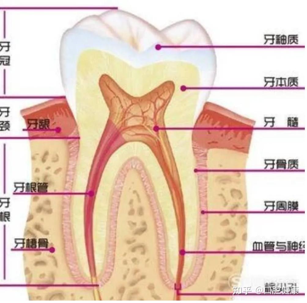 成牙本质细胞突图片