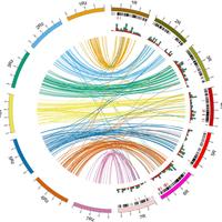 基因ID转换小白指南 | ENSEMBL、ENTREZID和SYMBOL的快速上手方法 - 知乎