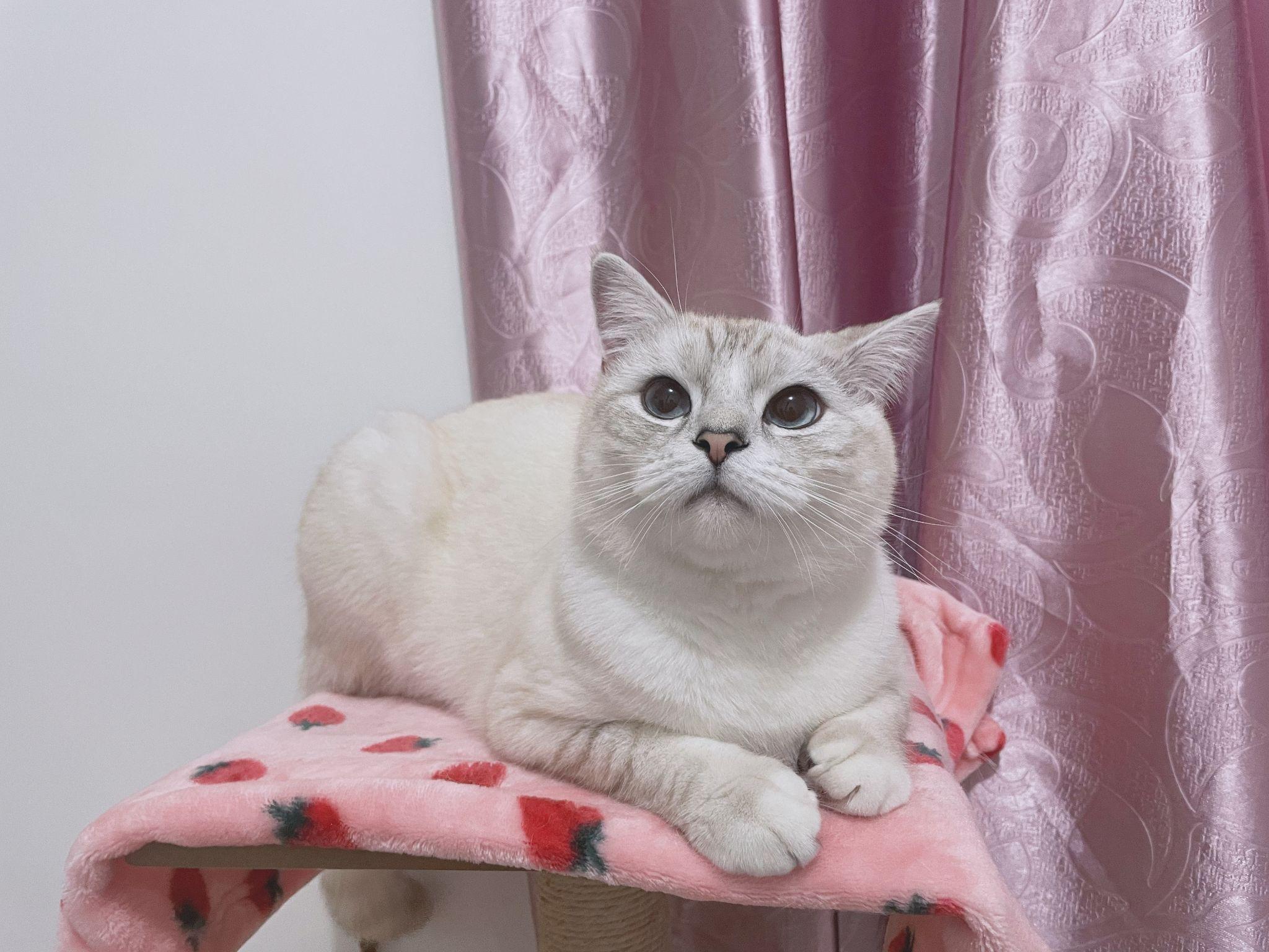 有木有布偶串银渐层的宝宝啊想康康长什么样