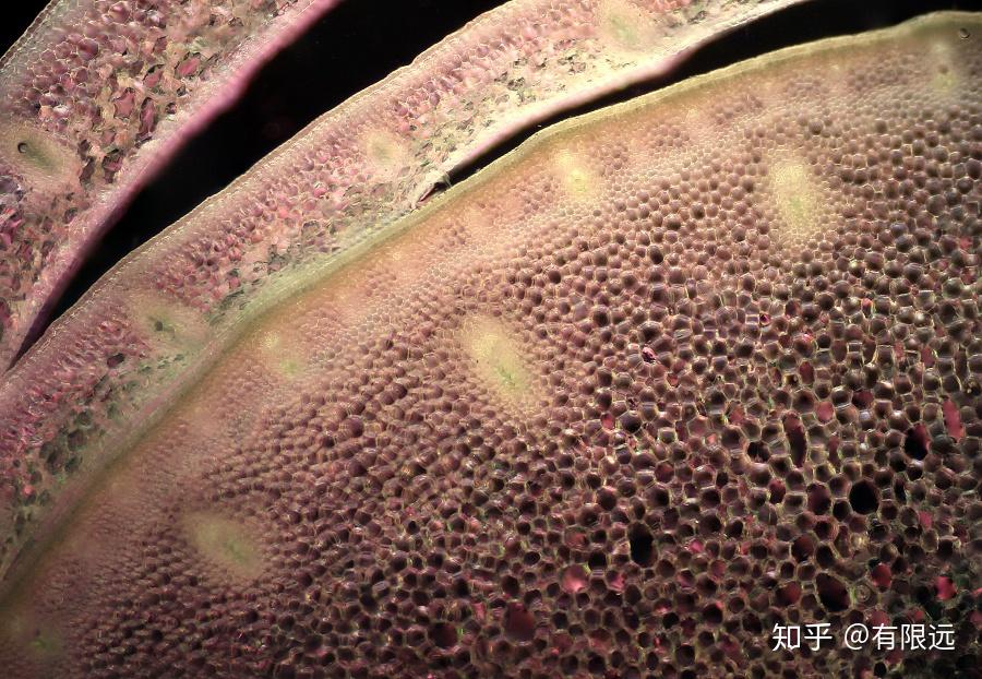 黑黑的爪子印,应该是茭白的菰黑粉菌孢子团.