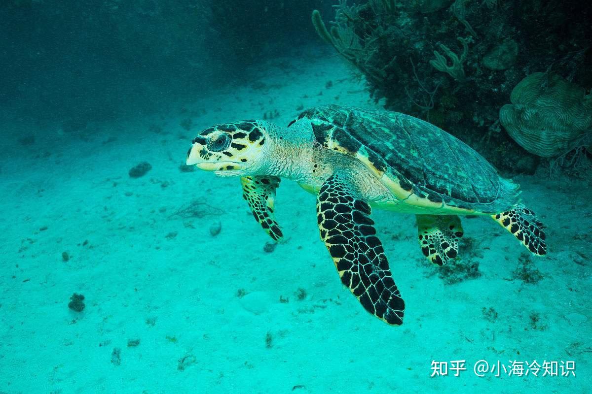 世界上体型最大的海龟是什么海龟 中国能养的最大的龟_华夏智能网