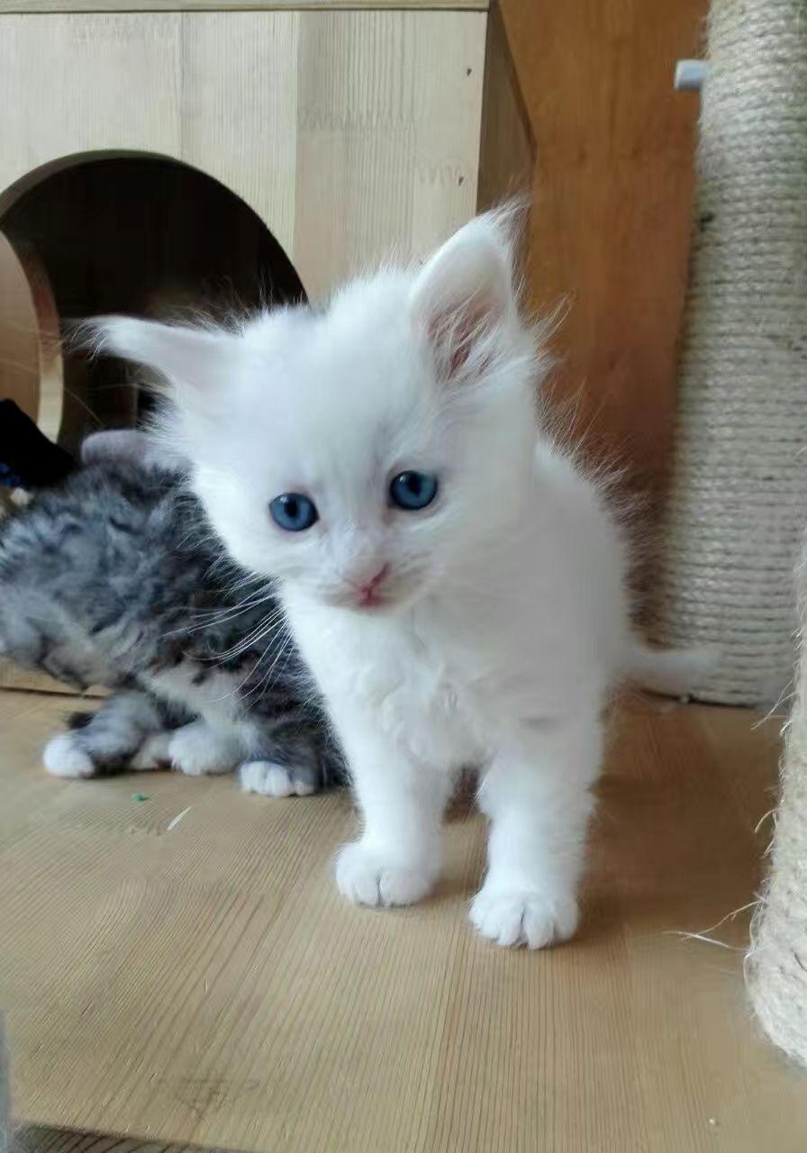大家养狮子猫鸳鸯眼有什么体验