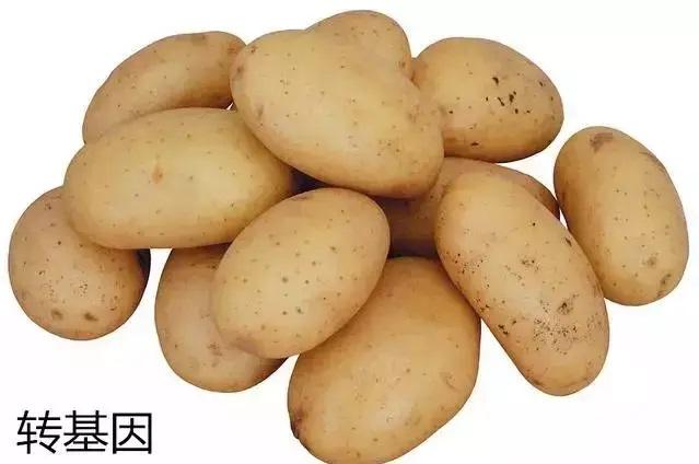 转基因与非转基因的区别 知乎 转基因与非转基因的区别 知乎