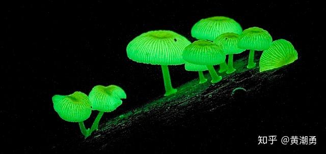 生物科普秀003期基因工程培育自发光植物阿凡达的世界将不再只是幻想