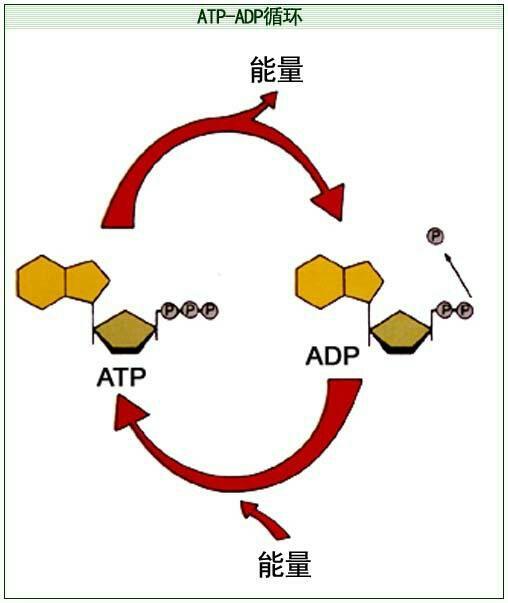 如果吃一小勺 ATP 会怎样? - 知乎