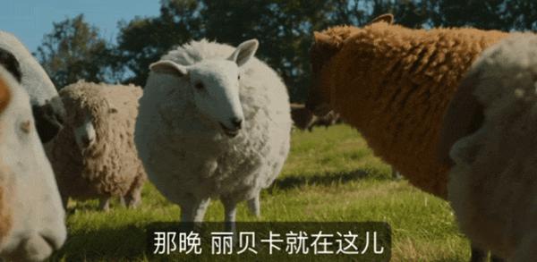 《绵羊侦探团》烂番茄影评人和观众口碑双爆!这部片值得