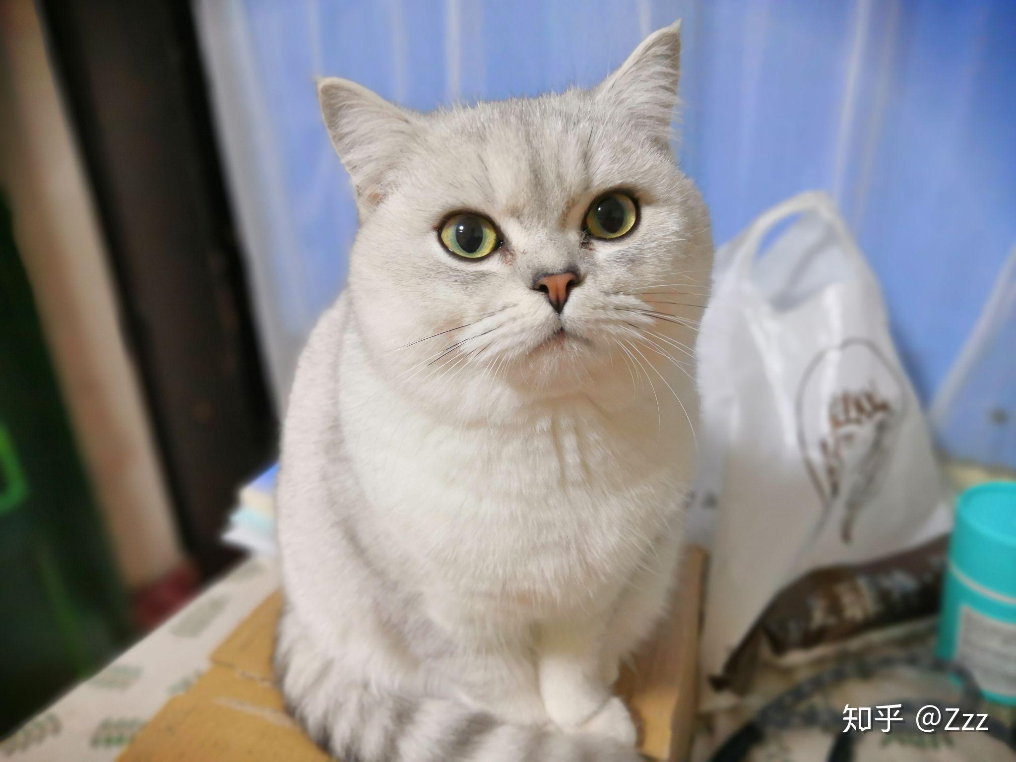 爸妈都是银渐层可是猫宝宝好生下来好黑啊长大是长什么样的呀