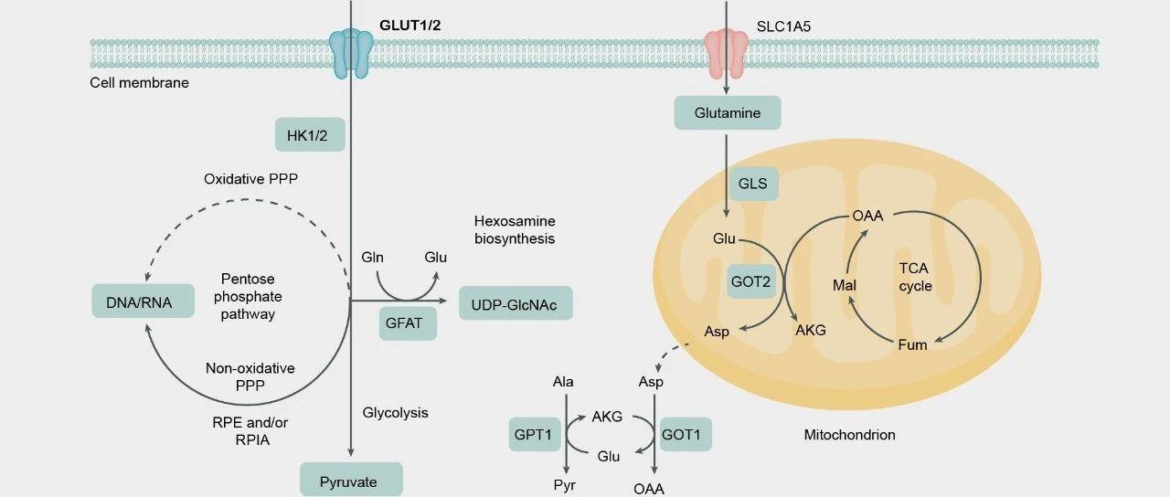AI教程|如何绘制漂亮的通路示意图？ - 知乎