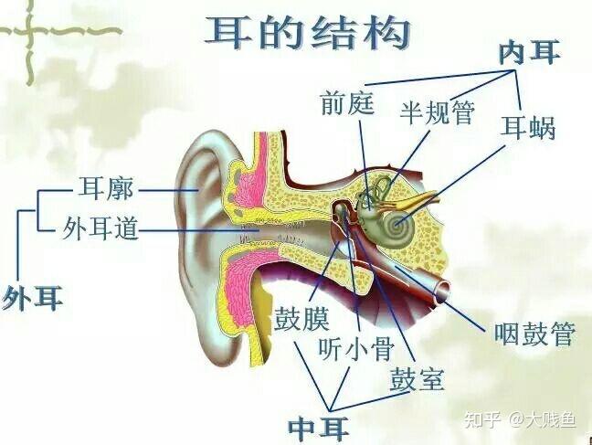 蜗状关节图片