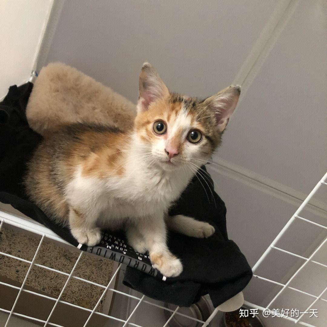 养猫，就选田园“三花猫”，好处太多了！ - 知乎