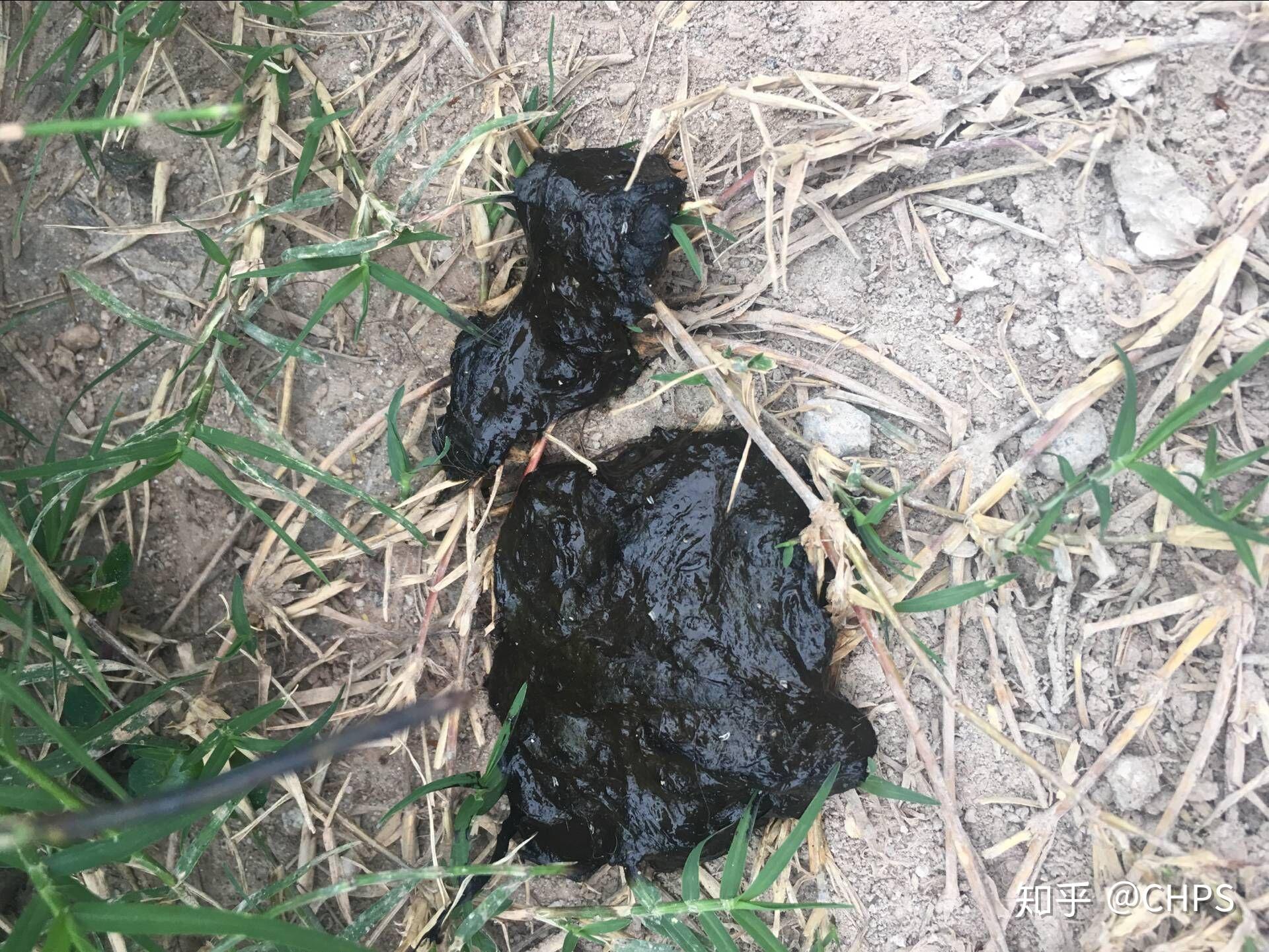 犬细小病毒疾病鉴别 - 知乎