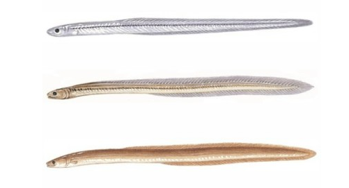 图片来自网络,侵删六,成年的银鳗期图片来自网络,侵删鳗鱼的一生,以及