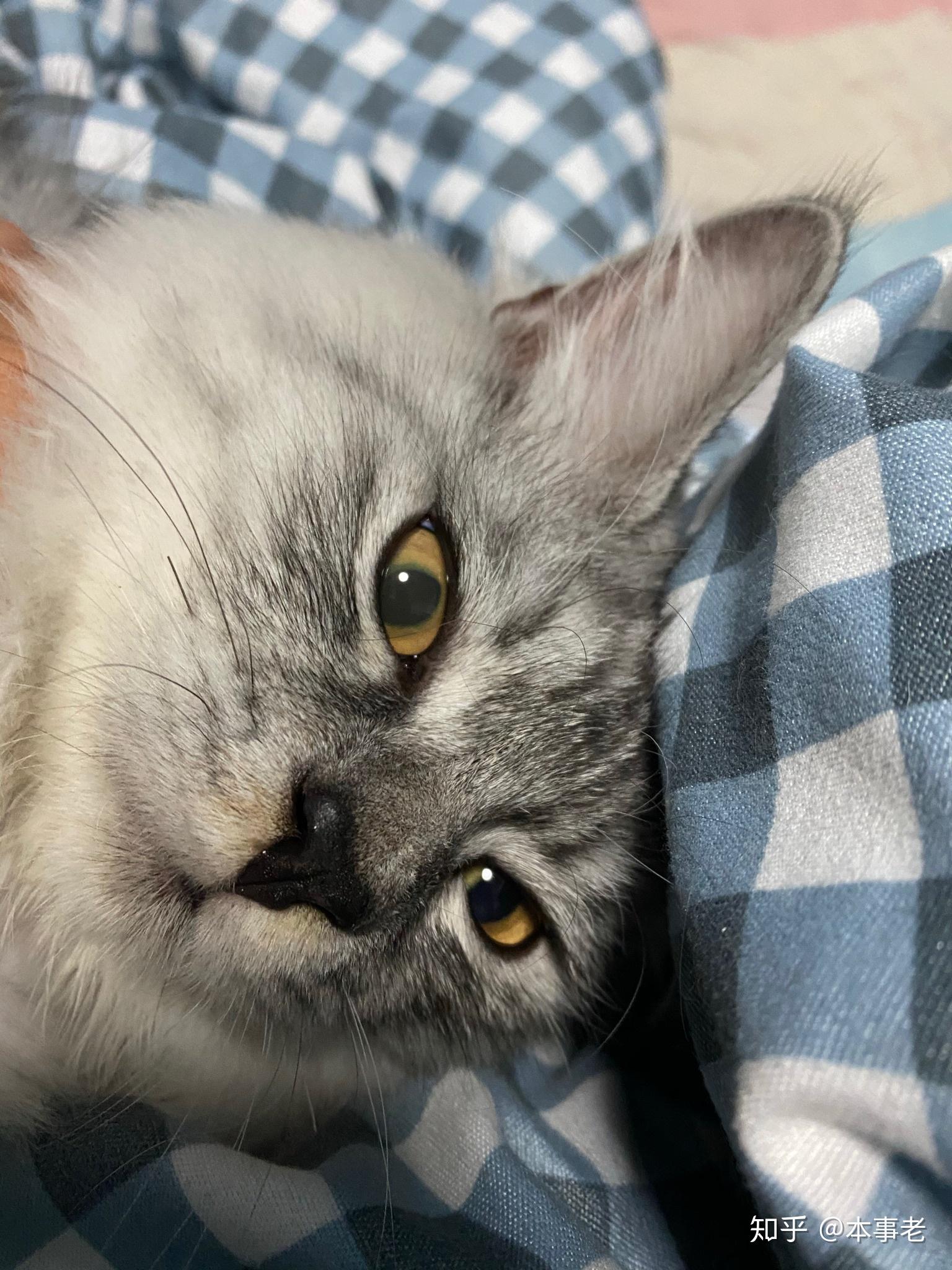 猫眼睛雾蒙蒙的