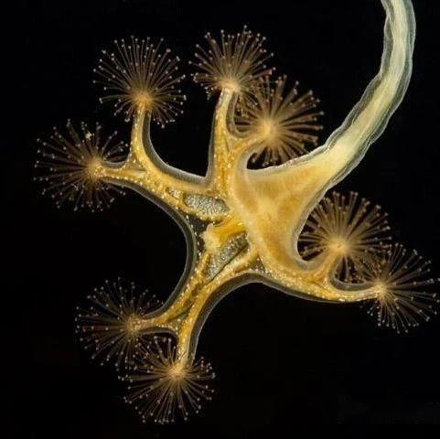 【动物界全系列】刺胞动物门—十字水母纲 - 知乎