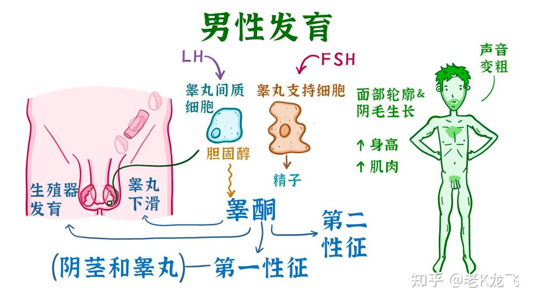 本人今年16歲男生長發育第二性徵不太突出現在就想打扮成女裝這正常嗎