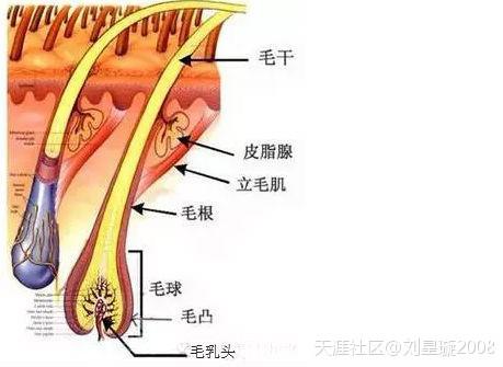 毛囊结构 知乎