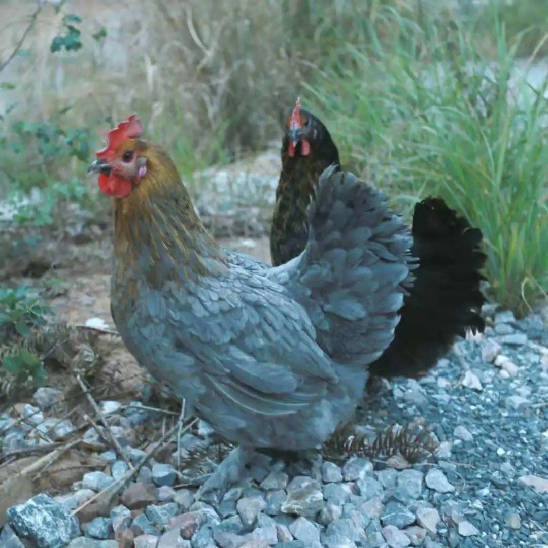 雪毛鸡乐昌北乡马蹄个大味甜,皮红肉白,肉嫩无渣,鲜美可口,是无公害农