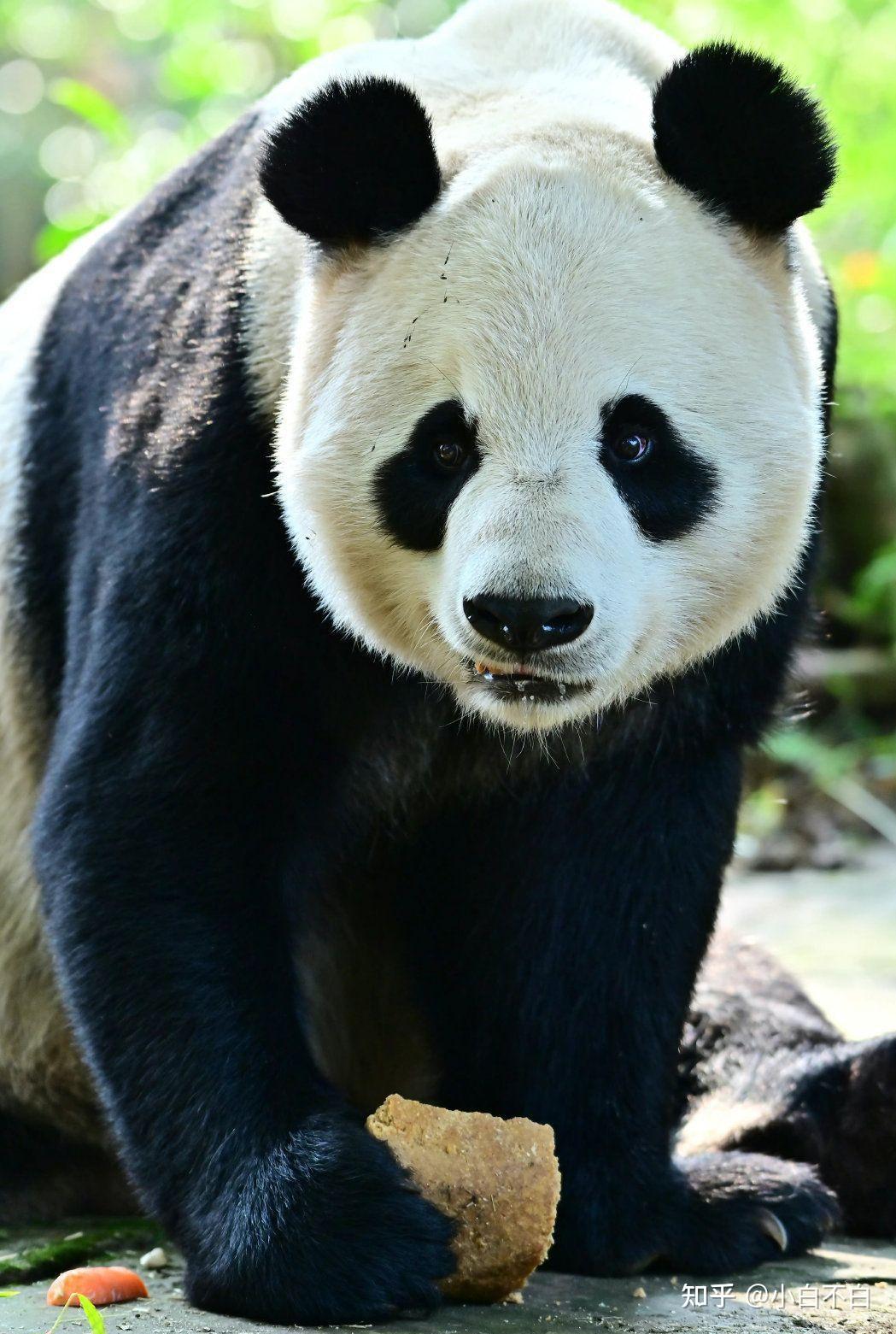 圈养大熊猫的谱系号、户口、打工是什么 - 哔哩哔哩