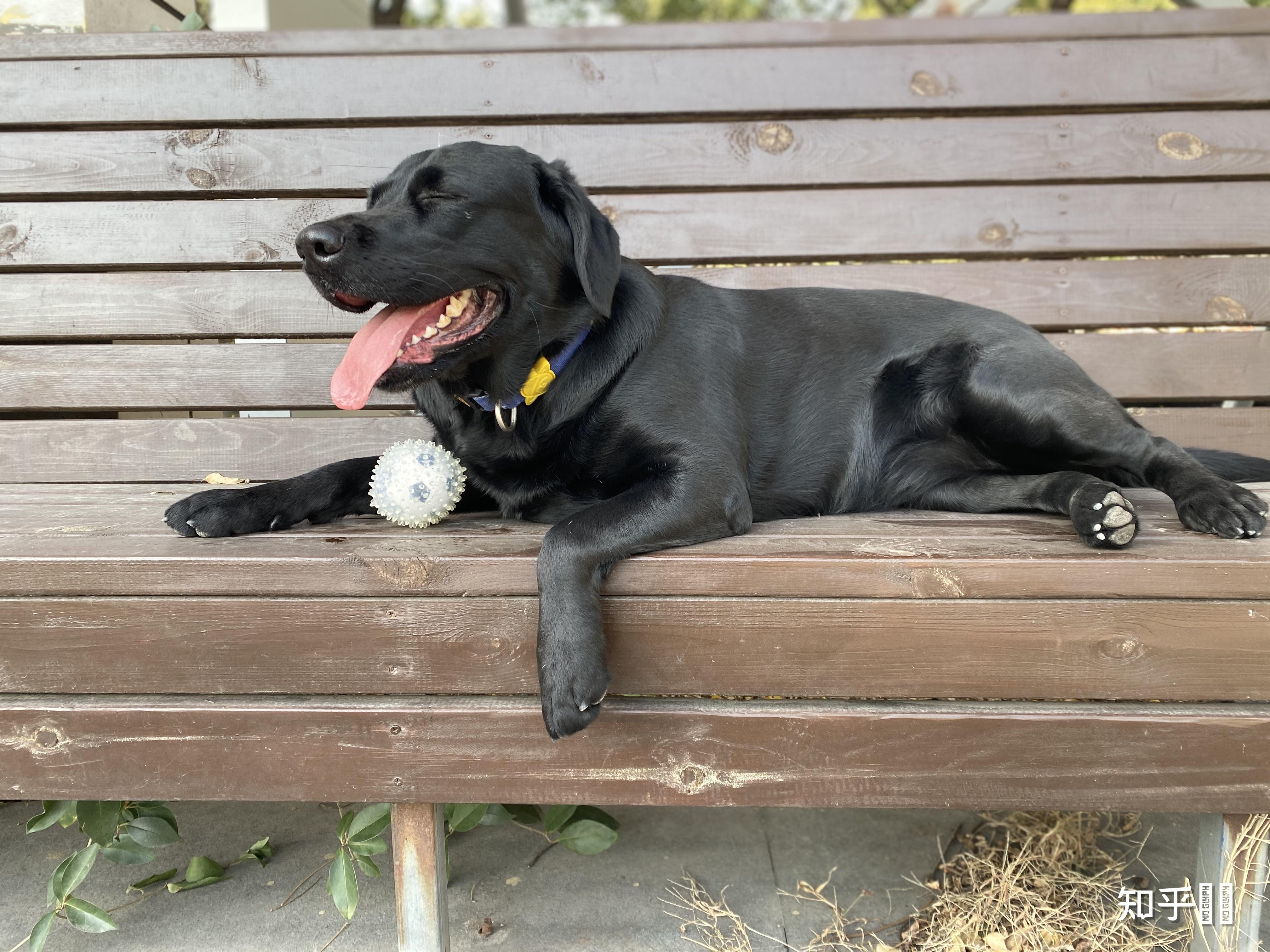 三个月半的拉布拉多狗狗,补钙应该吃什么? - 知乎