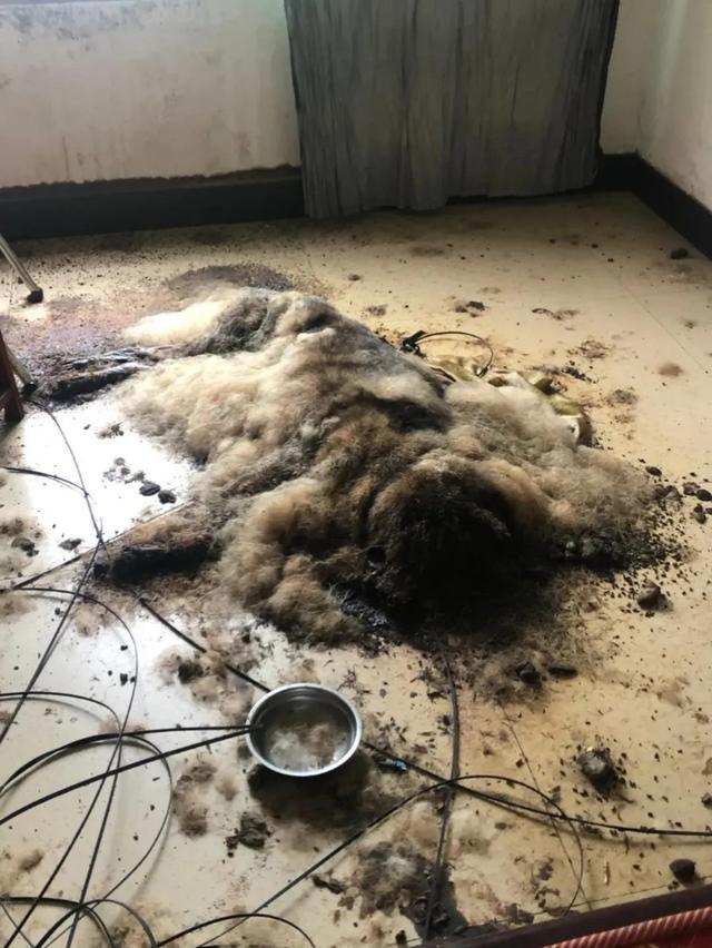 德牧被活活饿死成了一堆臭皮囊宠物寄养行业该设置从业门槛了