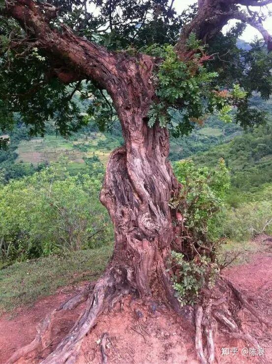 贵州细叶香树图片