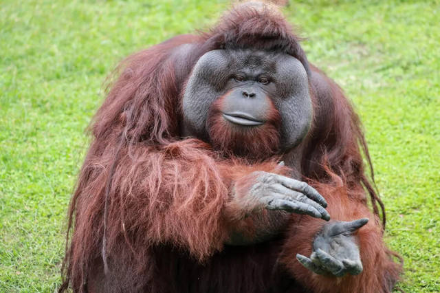 人类远祖"森林古猿"为何要付出惨痛代价,将诸多的先天本能演化成后天