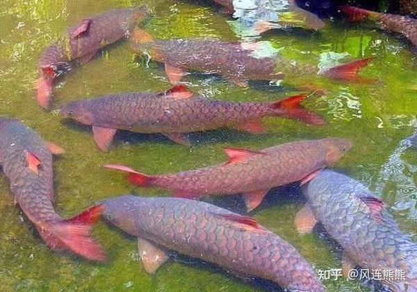 金吉罗鱼:皇室专用鱼 - 知乎