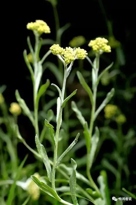 鼠麴草|舌尖上的清明节