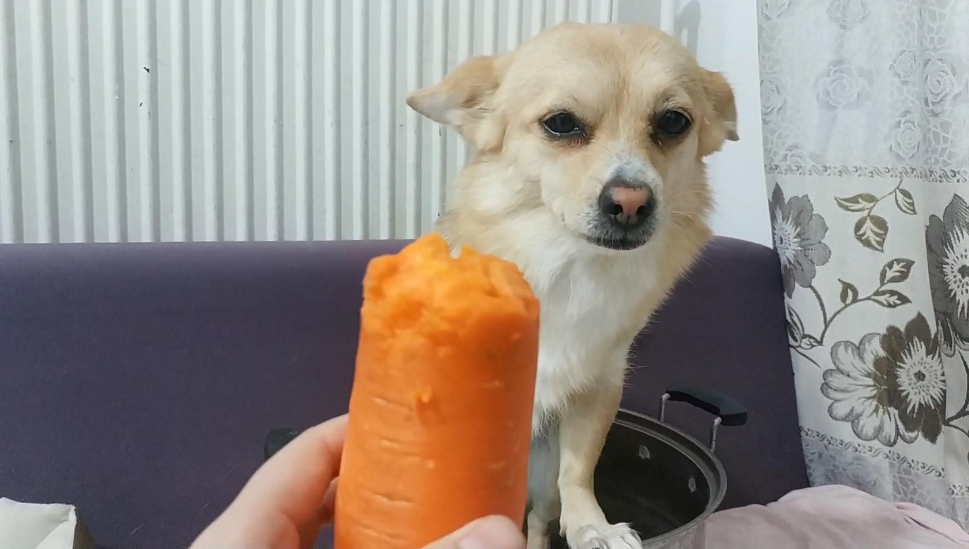 土狗小黑偷吃胡萝卜被发现主人骂他还一脸不在乎这姿势好搞笑