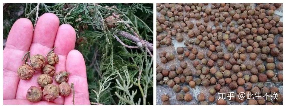 百香籽柏香籽说不定你家门口就有