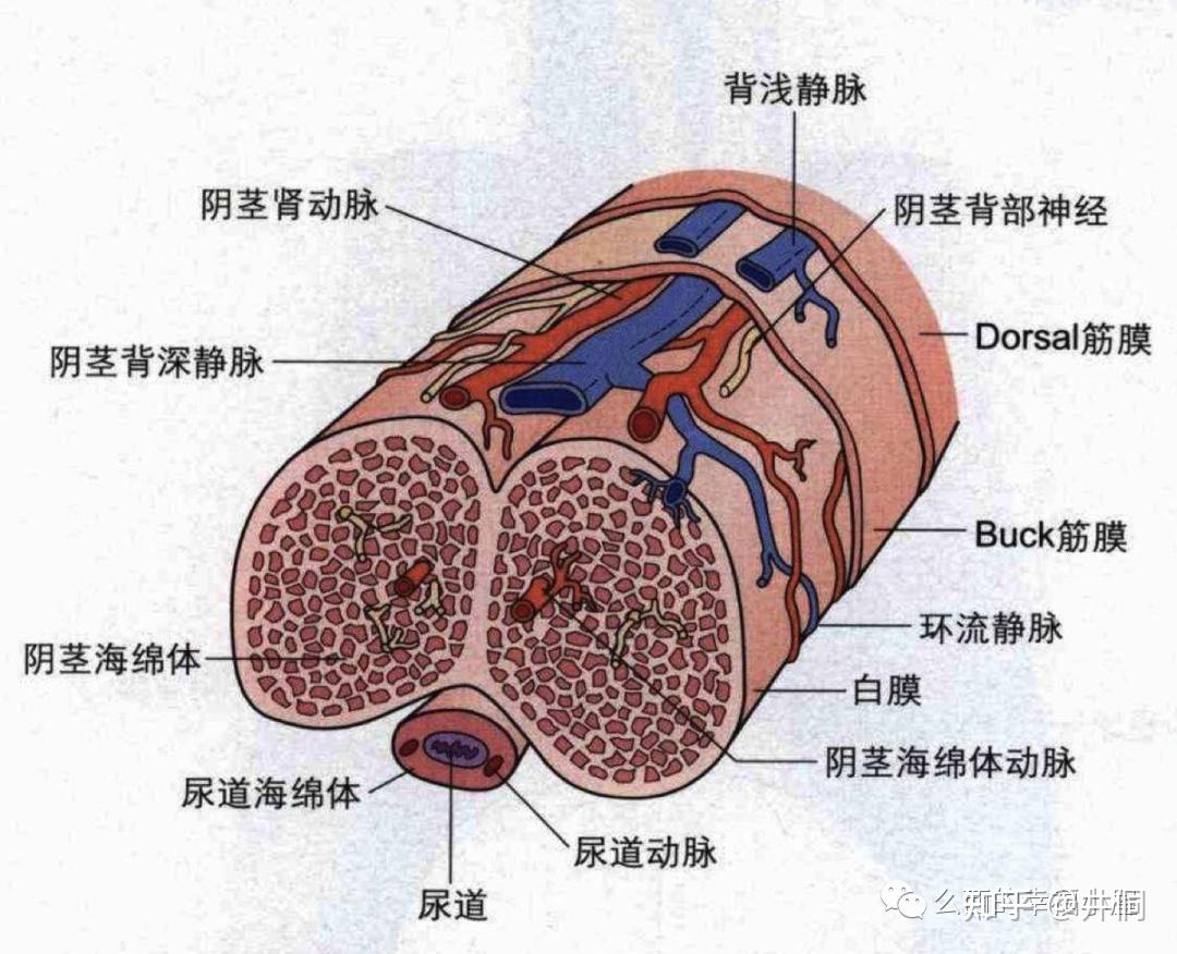 阴茎海绵体充血不好,用什么外用药能修复海绵体? - 知乎